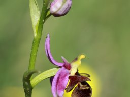 21_Ophrys_cornutula